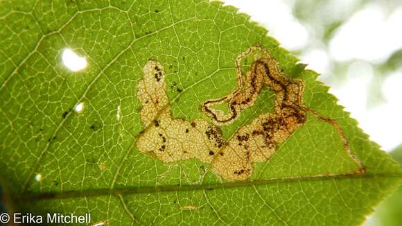 Sivun Stigmella slingerlandella (Kearfott 1908) Wilkinson et al. 1979 kuva