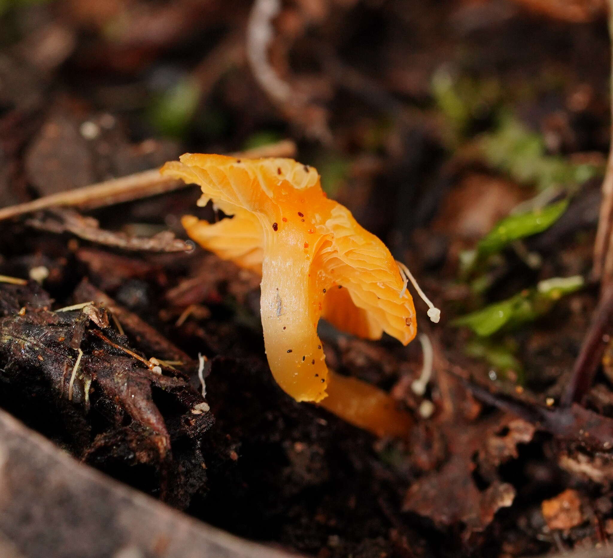 Image of Camarophyllus aurantiopallens E. Horak 1973