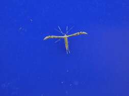 Image of Belfrage's Plume Moth