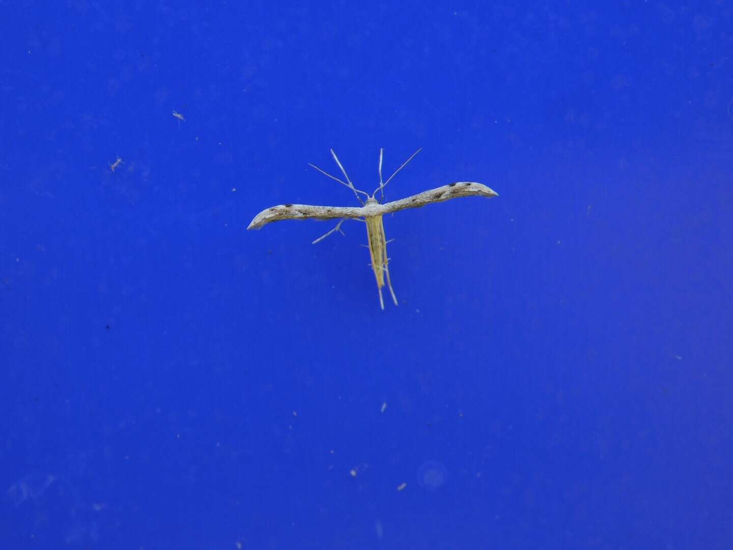 Image of Belfrage's Plume Moth