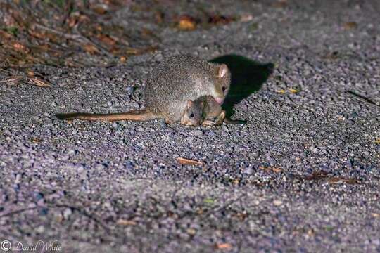 Image of Northern Bettong