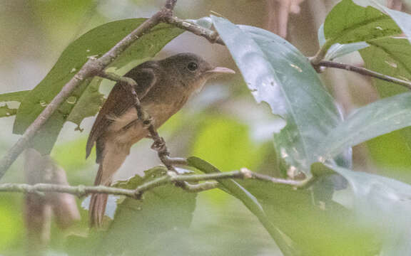 Philentoma pyrhoptera (Temminck 1836)的圖片