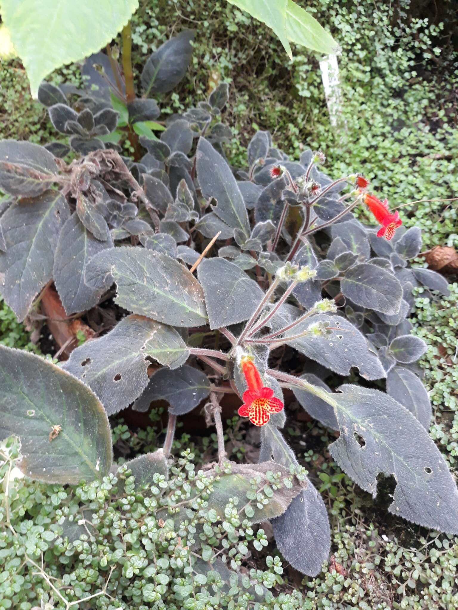 Image of Kohleria amabilis var. bogotensis (Nichols.) L. P. Kvist & L. E. Skog