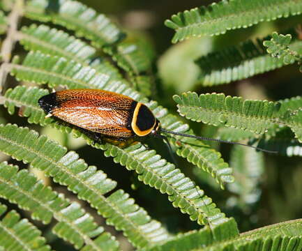 Image of Ellipsidion australe Saussure 1863