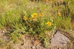 Image of Hooker's balsamroot