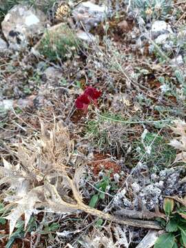 Image of roadside toadflax