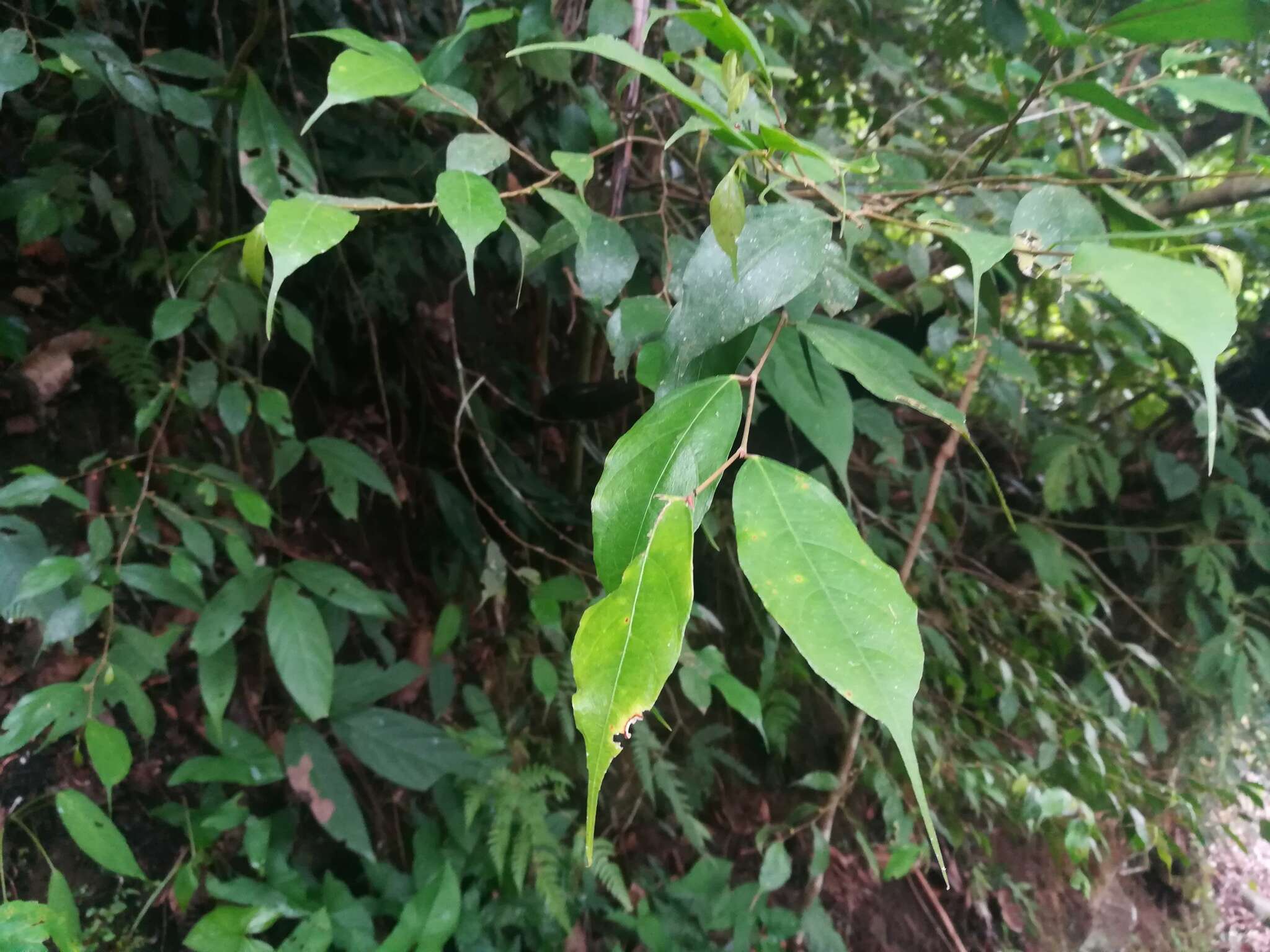 Image of Ficus heteropleura Bl.