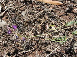 Imagem de Astragalus gentryi Standl.