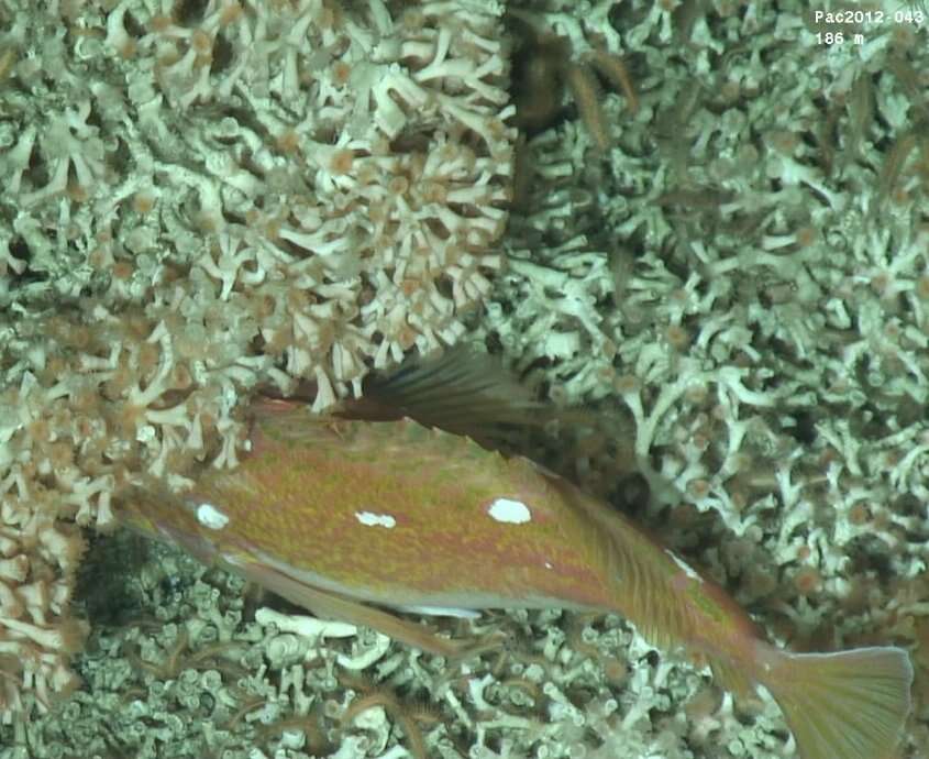 Image of Rosethorn rockfish