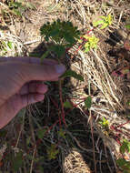 Image of eggleaf spurge