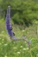 صورة Veronicastrum sibiricum var. yezoense Hara