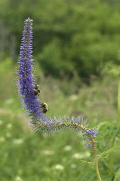 Imagem de Veronicastrum sibiricum var. yezoense Hara