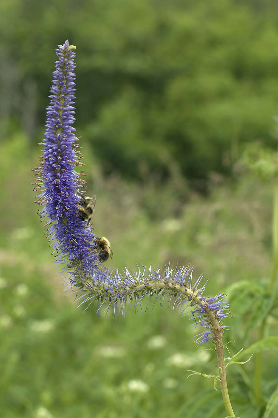 صورة Veronicastrum sibiricum var. yezoense Hara