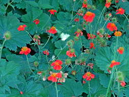 Image of Geum coccineum Sibth. & Sm.