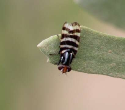 Image of Pterotaenia fasciata (Wiedemann 1830)