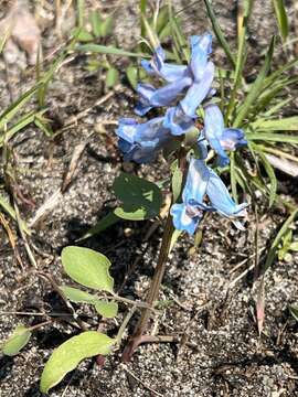 Image of Corydalis fumariifolia subsp. azurea Lidén & H. Zetterlund