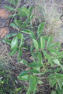 Image of Lannea edulis (Sond.) Engl.