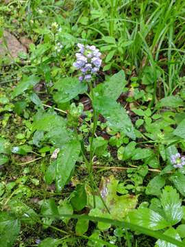 Image of lance selfheal