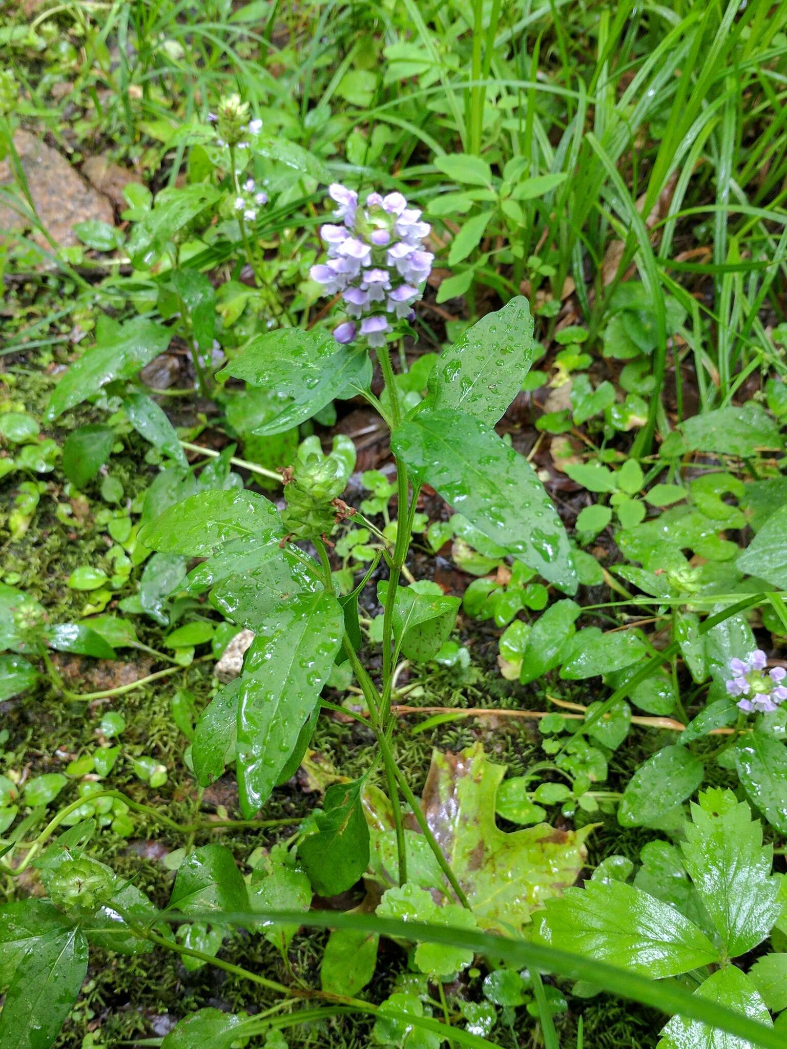 صورة Prunella vulgaris subsp. lanceolata (W. P. C. Barton) Piper & Beattie