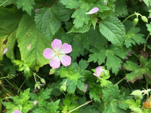 Image of Geranium shikokianum Matsum.