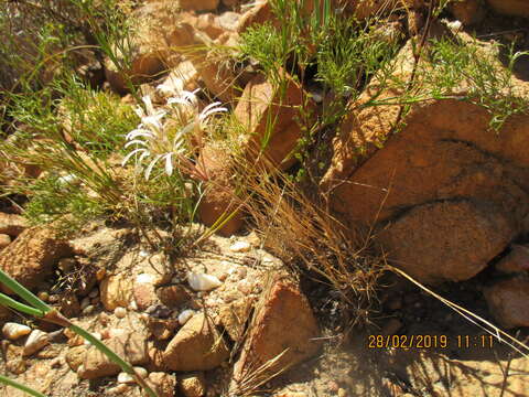 Image of Pelargonium longiflorum Jacq.