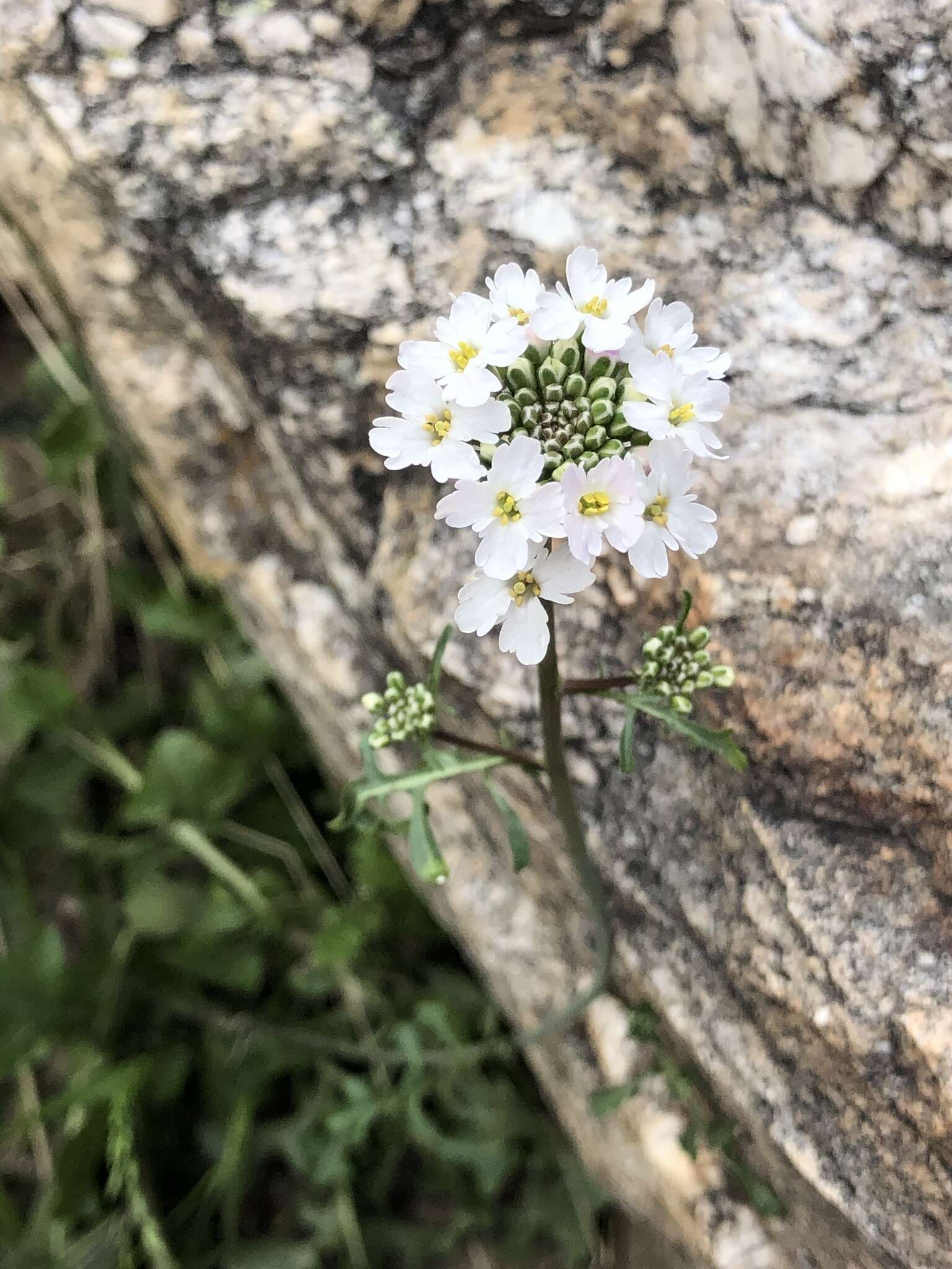 Plancia ëd Dryopetalon runcinatum A. Gray