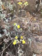 Image of Calceolaria polifolia Hook.