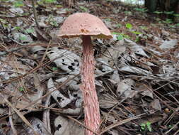 Image of Aureoboletus russellii (Frost) G. Wu & Zhu L. Yang 2016