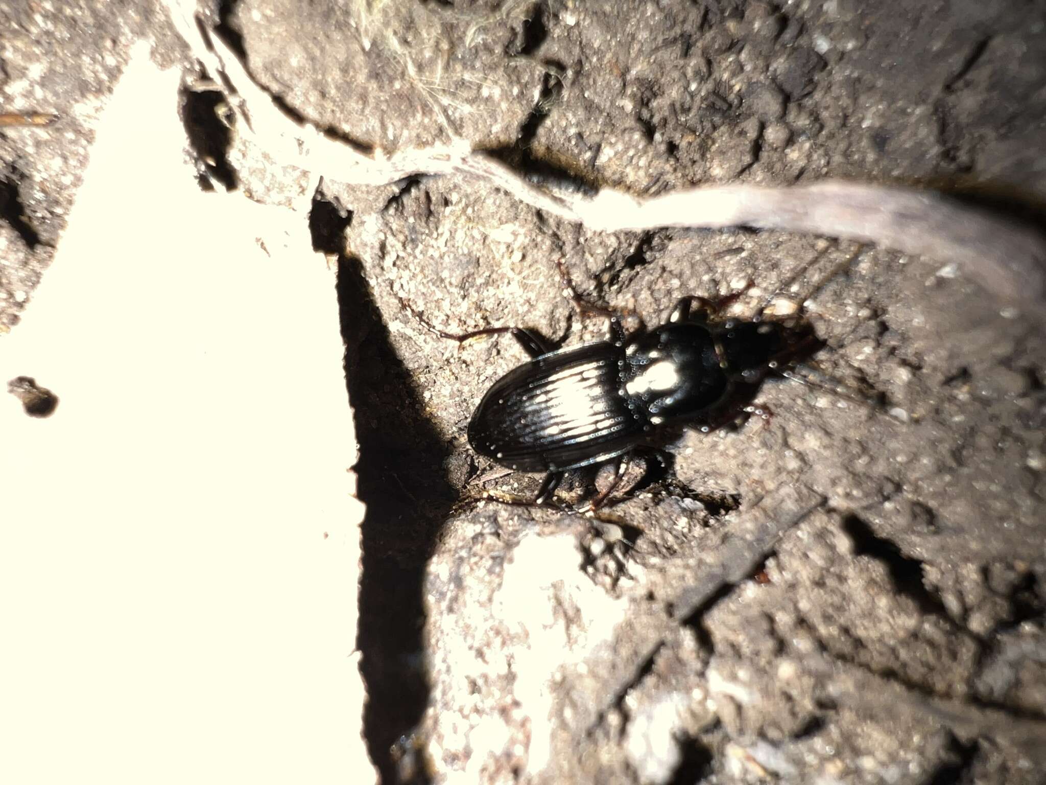 Image of Pterostichus (Bothriopterus) mutus (Say 1823)