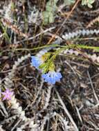 Image of Claw Leschenaultia