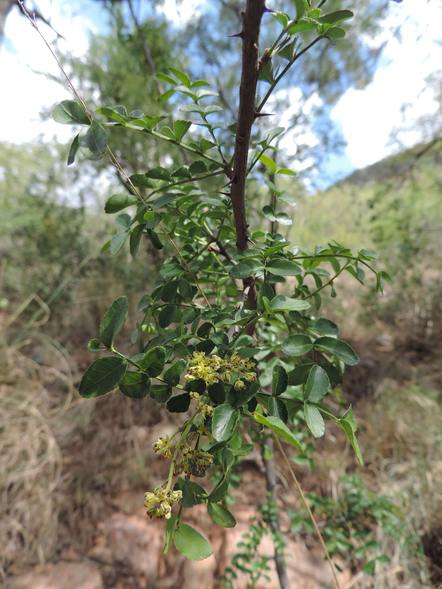 Imagem de Zanthoxylum capense (Thunb.) Harv.