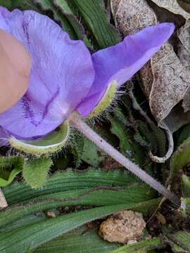 Image of Tharp's spiderwort