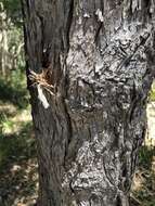 Image of blue-leaf stringybark