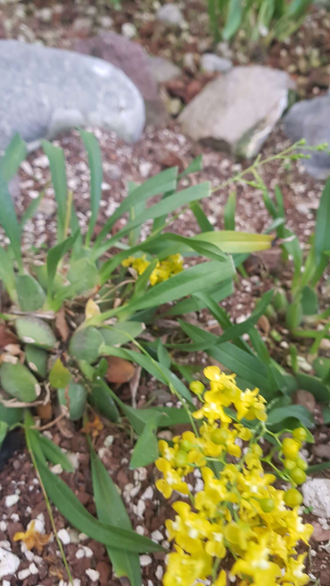 Image of Oncidium cheirophorum Rchb. fil.