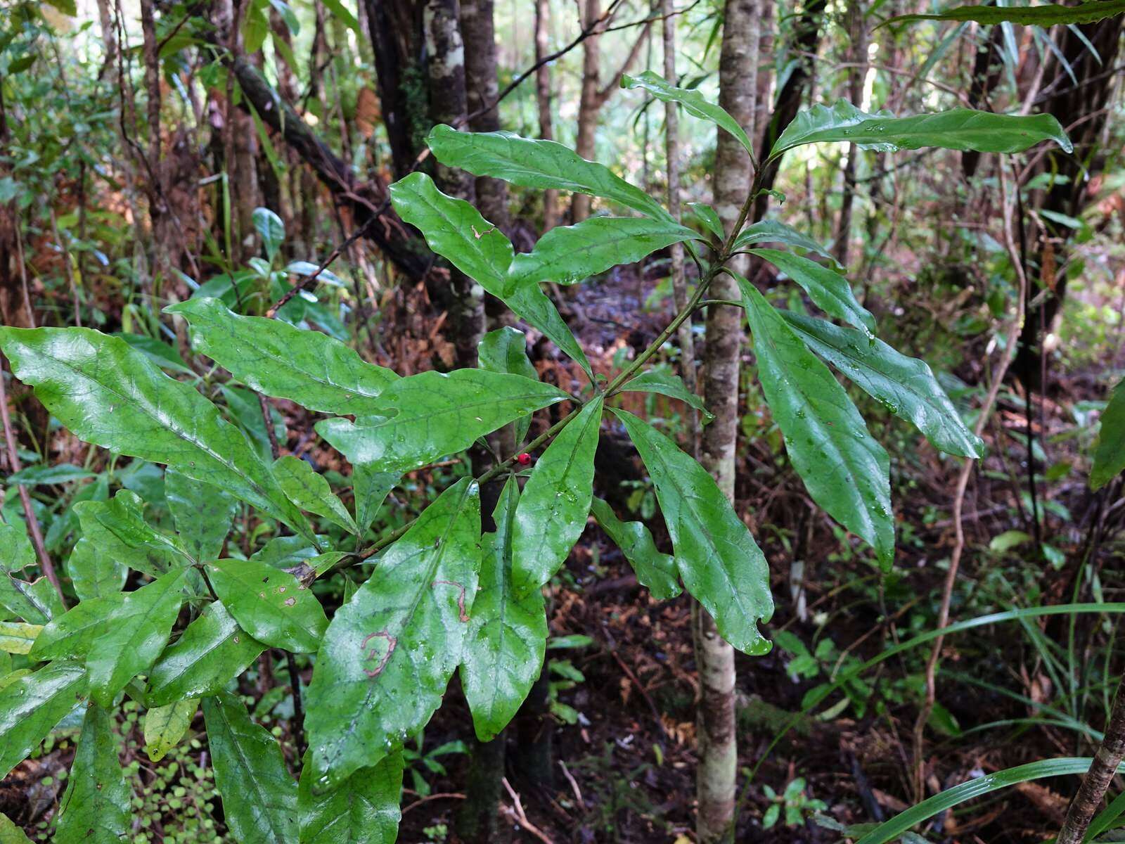 Image of Shrubby honeysuckle