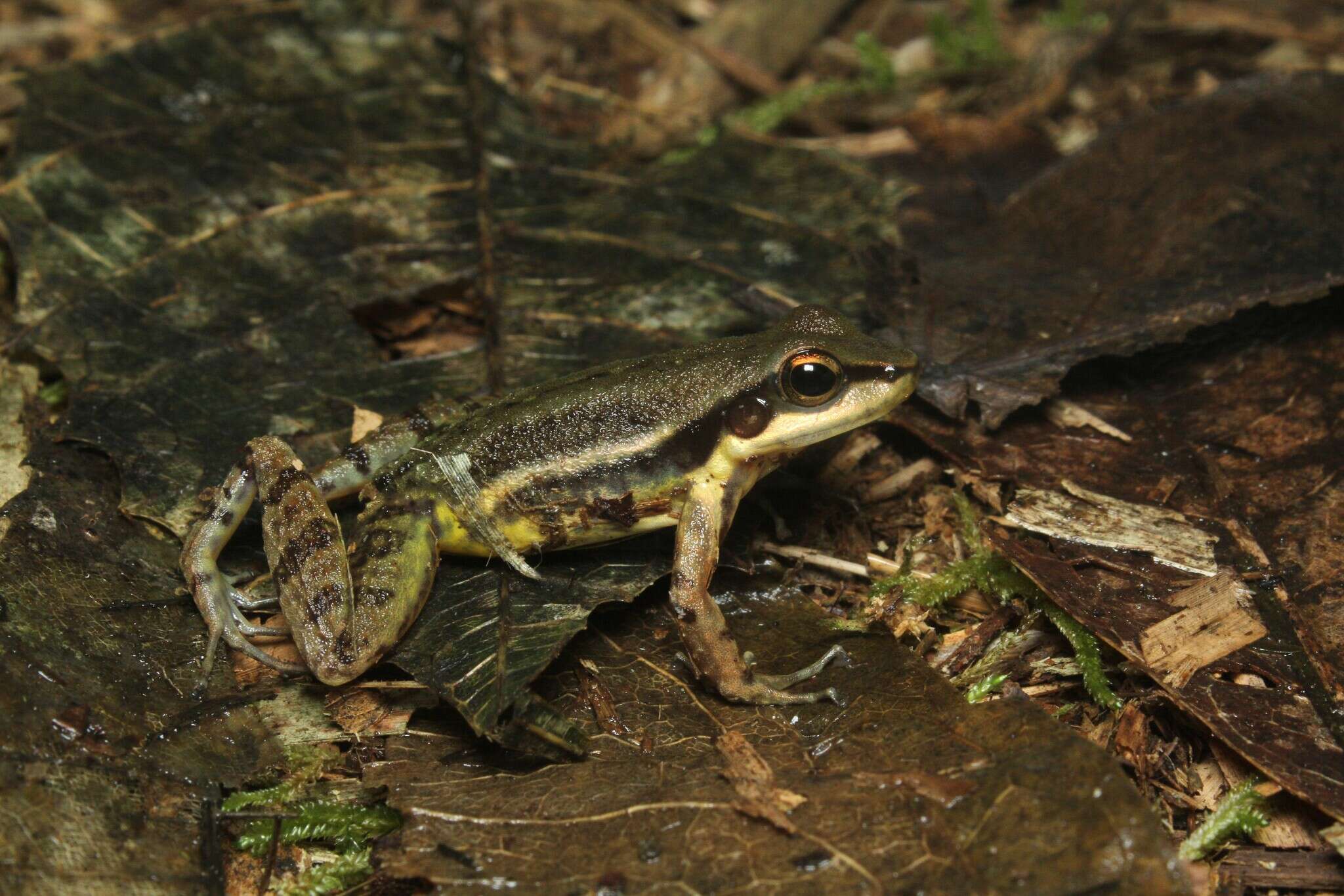 Sivun Hylodes phyllodes Heyer & Cocroft 1986 kuva