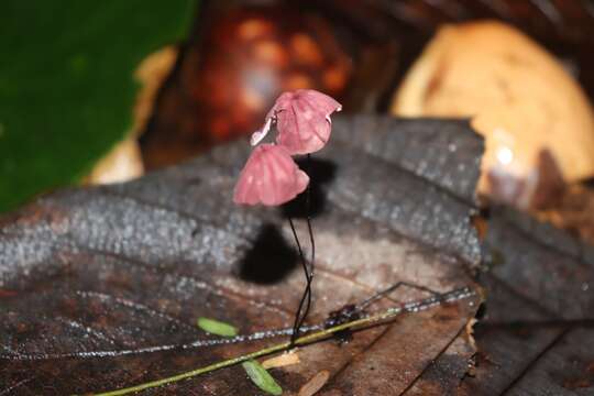 Image of Marasmius haematocephalus (Mont.) Fr. 1838