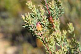 Image of Leucadendron rourkei I. J. M. Williams