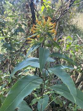 Image of Cestrum thyrsoideum Kunth