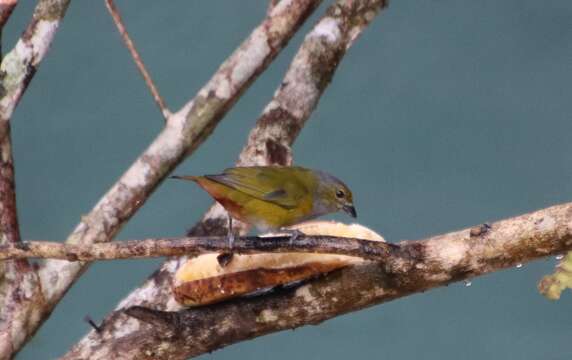 Image of Chestnut-bellied Euphonia