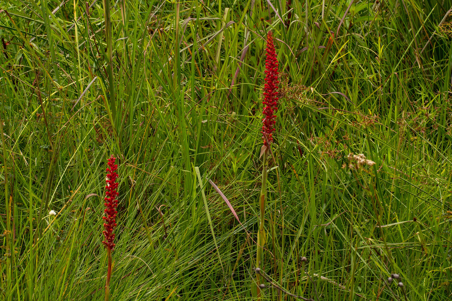 Image of Satyrium coriophoroides A. Rich.