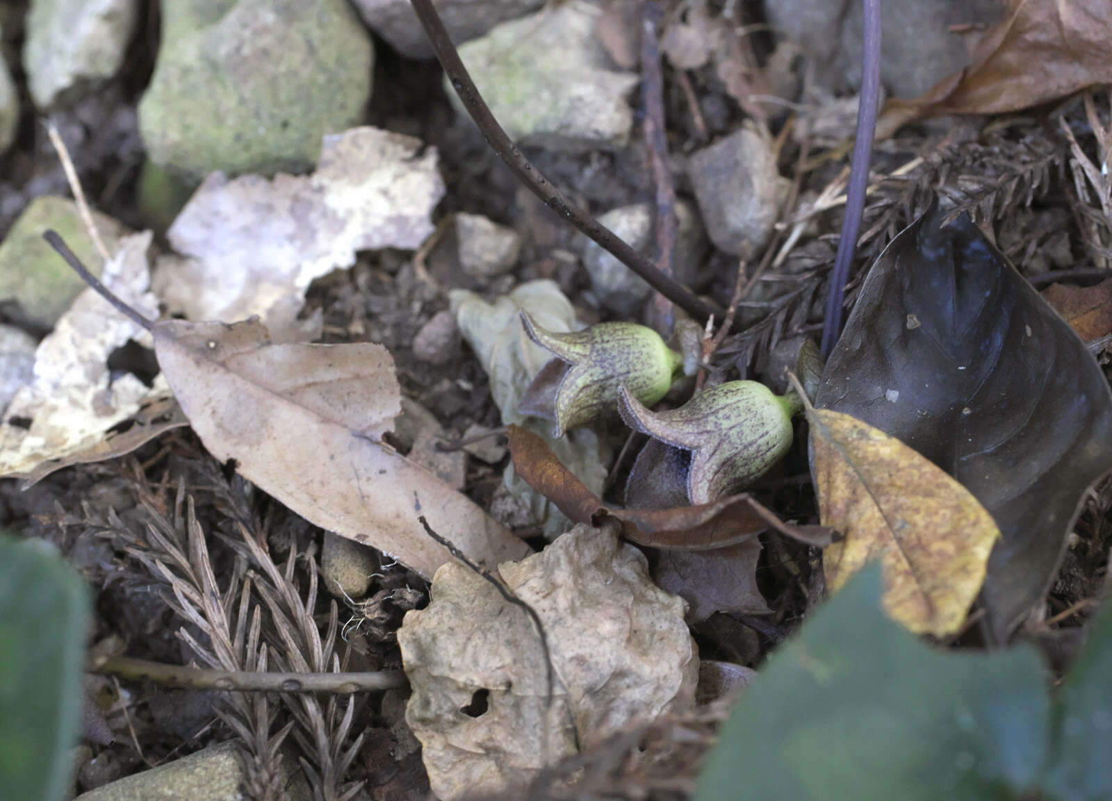 Image of Asarum kurosawae Sugimoto