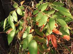 Image de Rhus chinensis Mill.