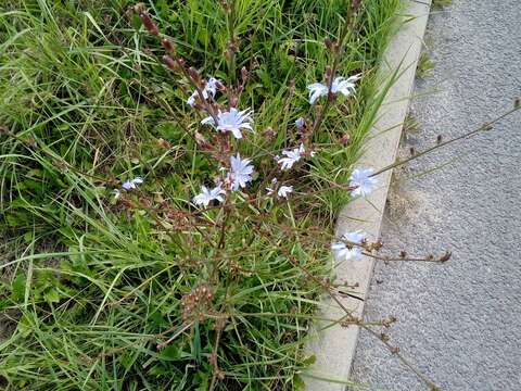 Image of Cichorium intybus subsp. intybus