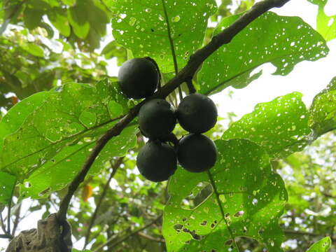 Image of Solanum sycophanta Dun.