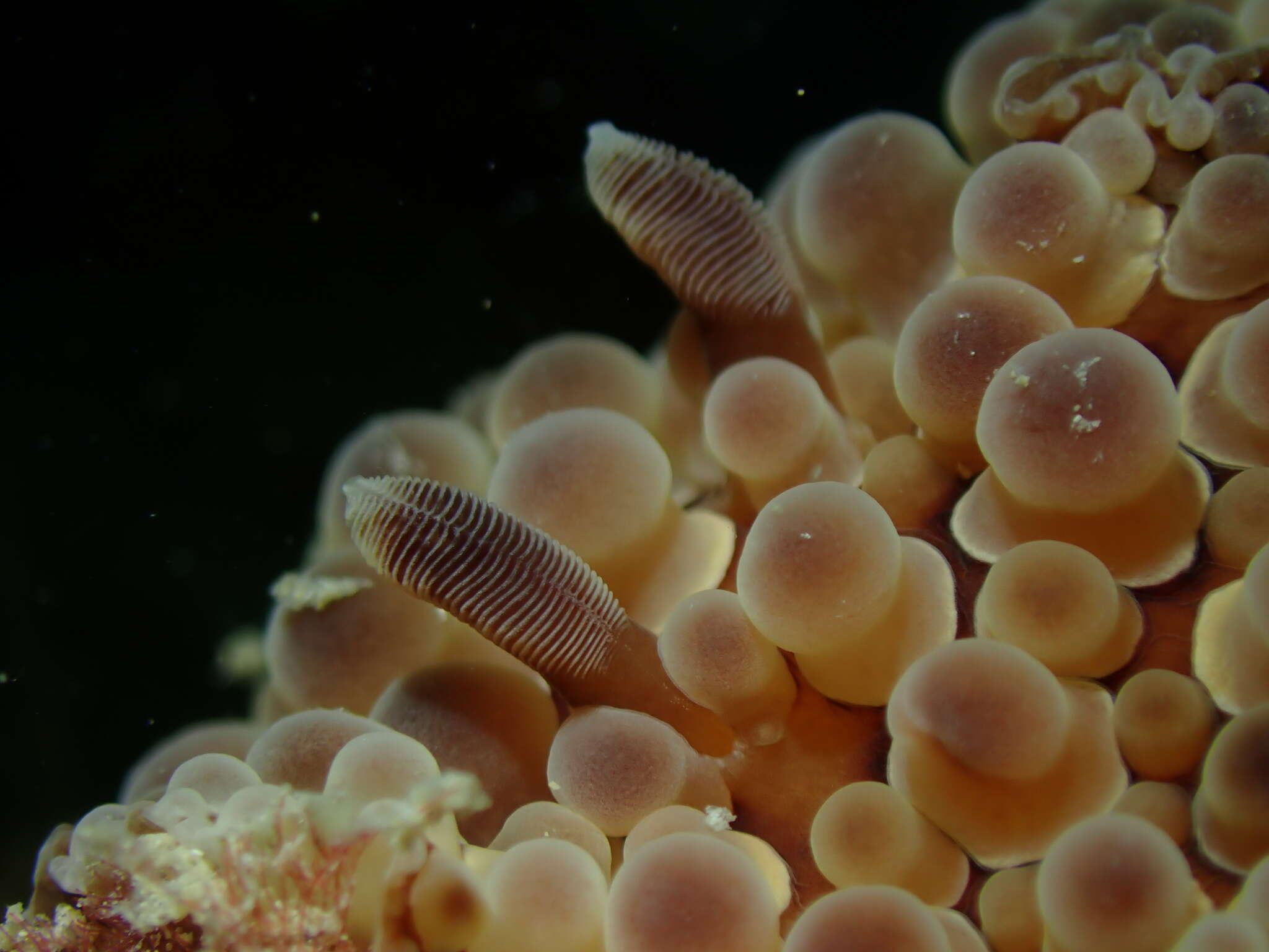 Image of Carminodoris armata Baba 1993