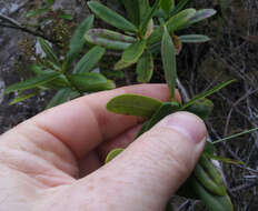 Image of Veronica saxicola (de Lange) Heenan