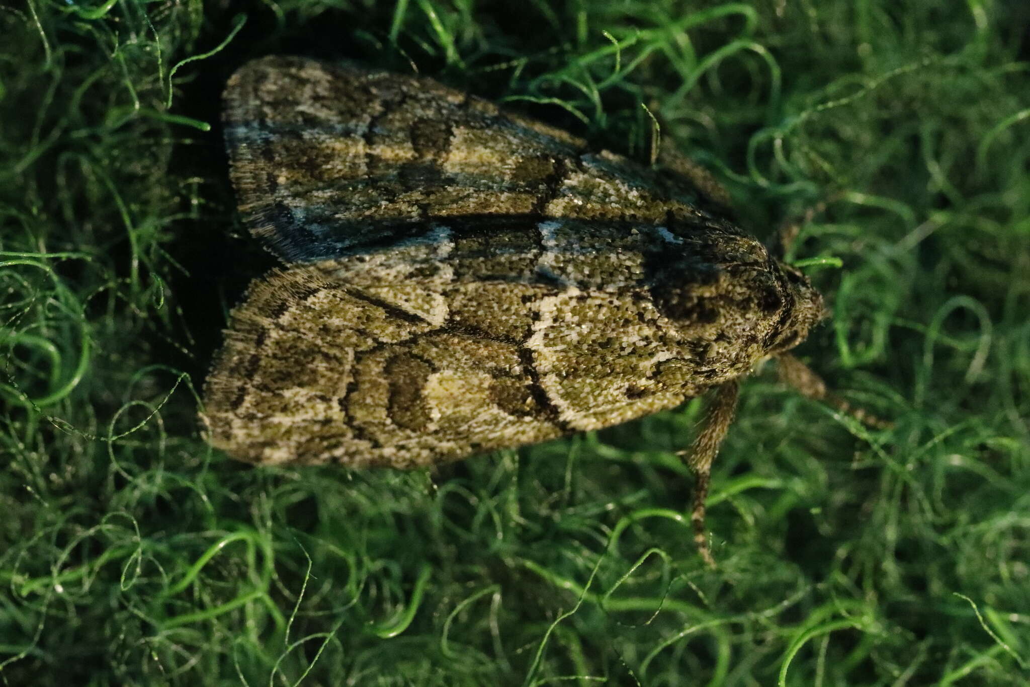 Image of Cryphia (Cryphia) fraudatricula (Hübner)