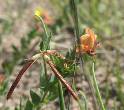 Image of Lotus krylovii Schischkin & Serg.