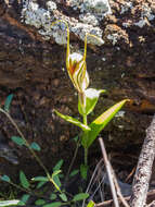 Image of Sharp-leaf greenhood